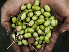 Farm-of-the-Bonaldo