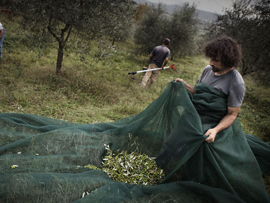 Farm-of-the-Bonaldo